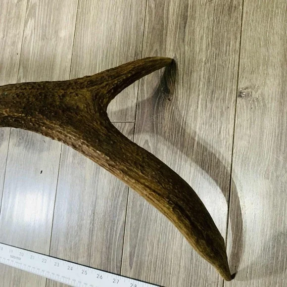 Naturally Shed Wild Moose Antler (Horn, Knife, Carving, Chew, Taxidermy) - Picture 8 of 8